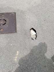 Photo of this report