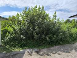 Photo of this report